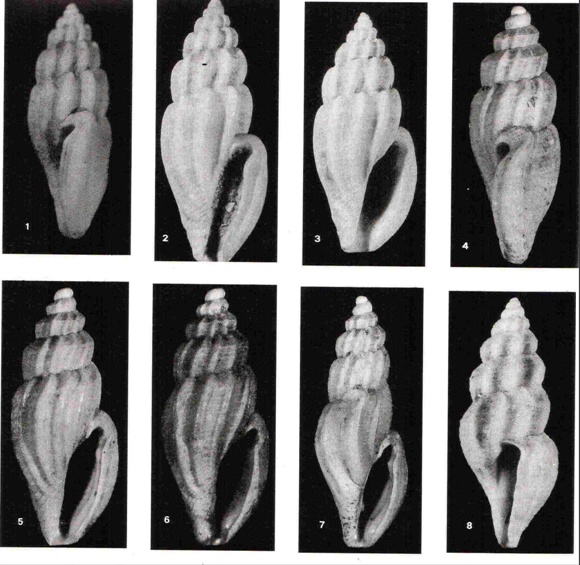 Conidae  nel Mediterraneo : Genere Mangelia